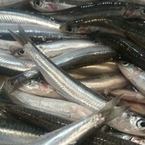 Boquerón Gordo Fresco — PESCADO FRESCO · Congelados Guerrero Málaga