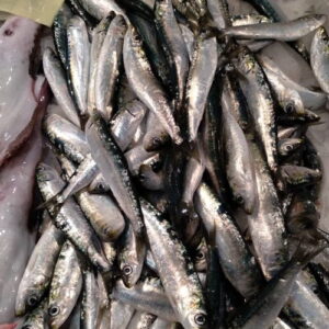 Sardinas Medianas — PESCADO FRESCO · Congelados Guerrero Málaga