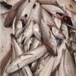 Pescadilla Pequeña de Caleta 1kg — PESCADO FRESCO · Congelados Guerrero Málaga