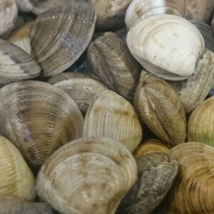 Almejas Frescas Medianas — PESCADO FRESCO · Congelados Guerrero Málaga