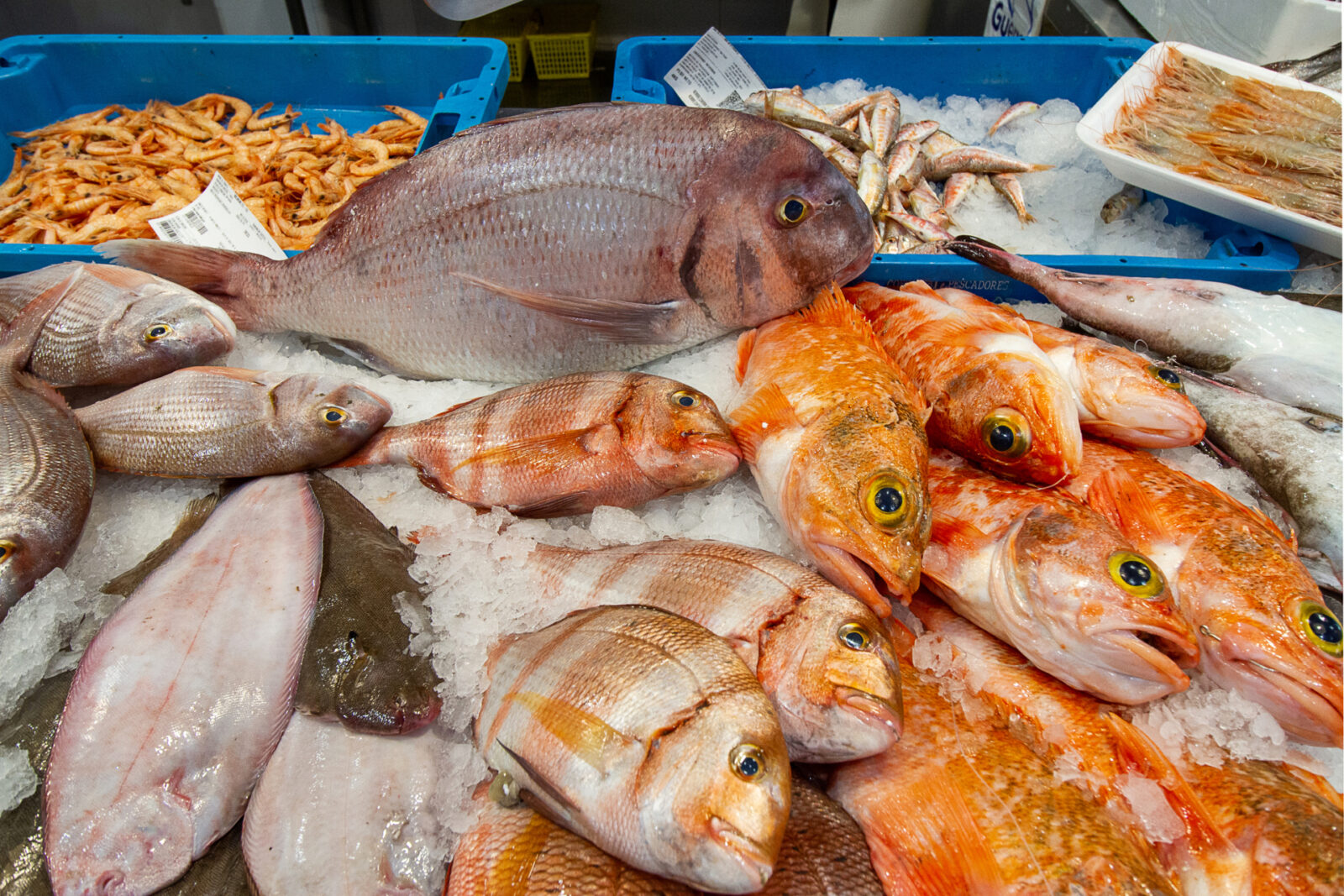 ¿Pescado fresco o pescado congelado?