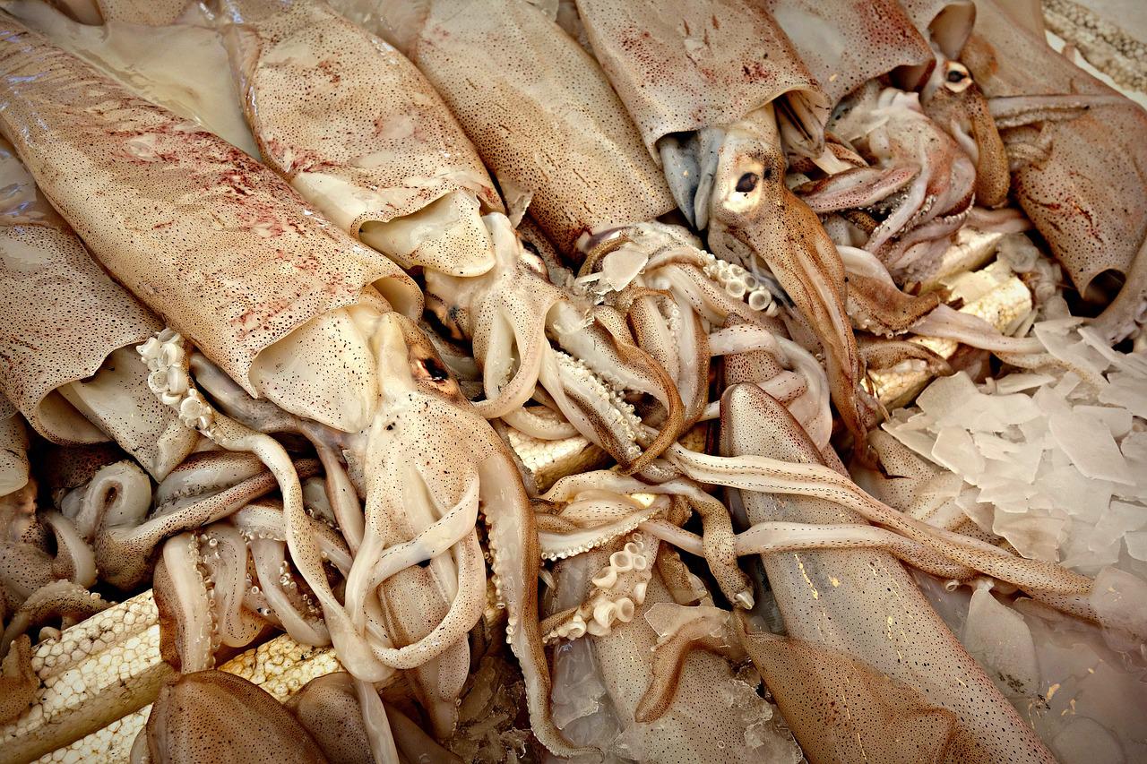 cefalopodos