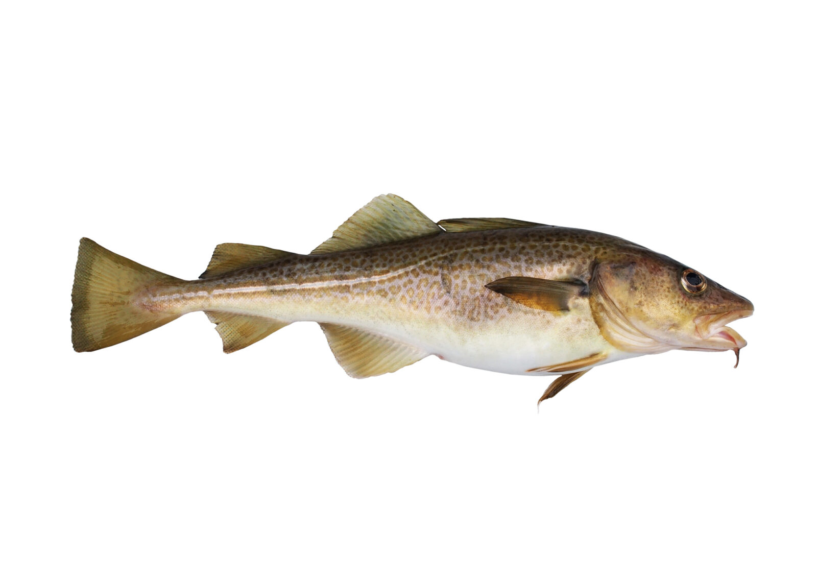 Bacalao: propiedades, beneficios y recetas