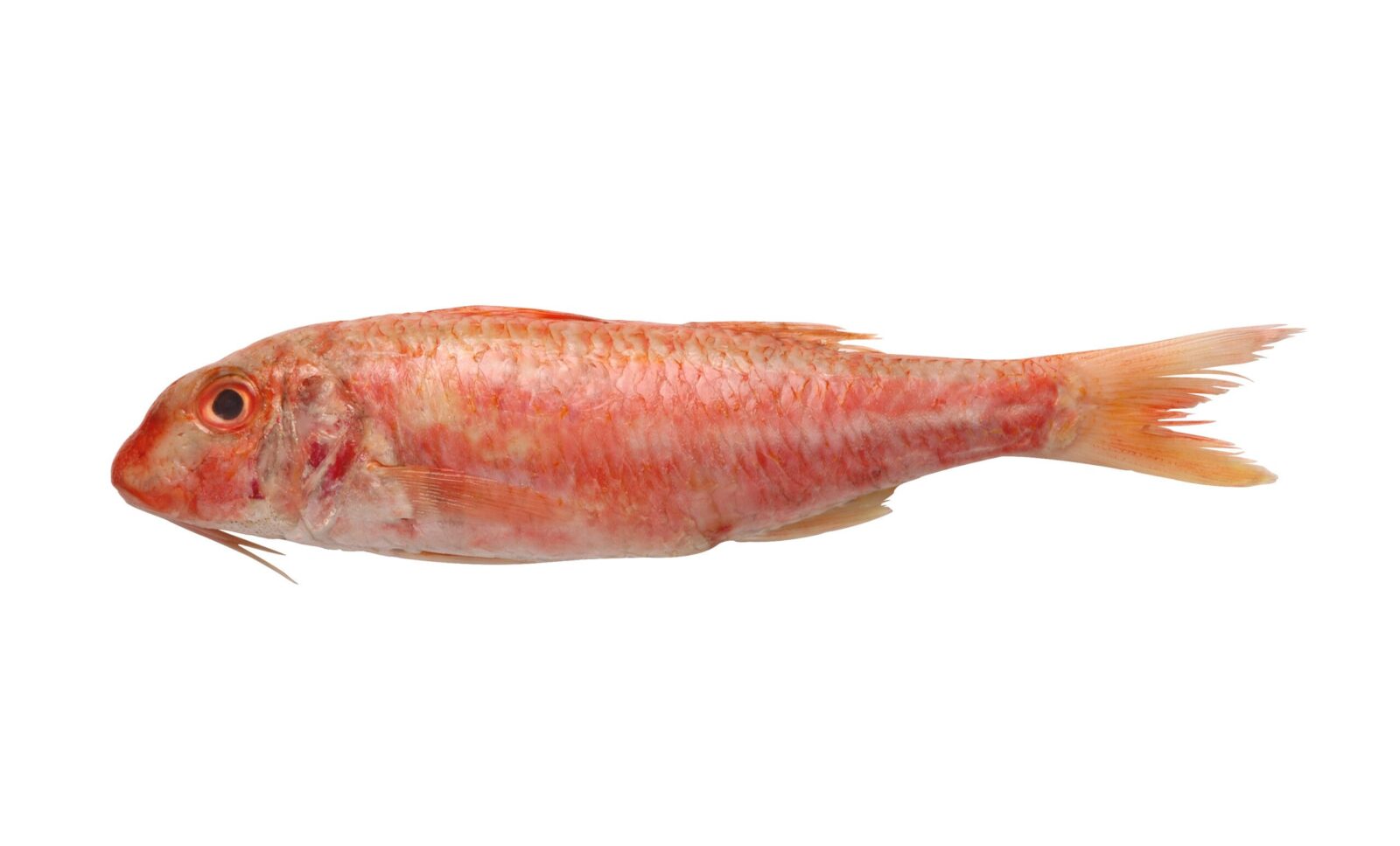 ¿Qué es el salmonete y cuáles son sus beneficios nutricionales?