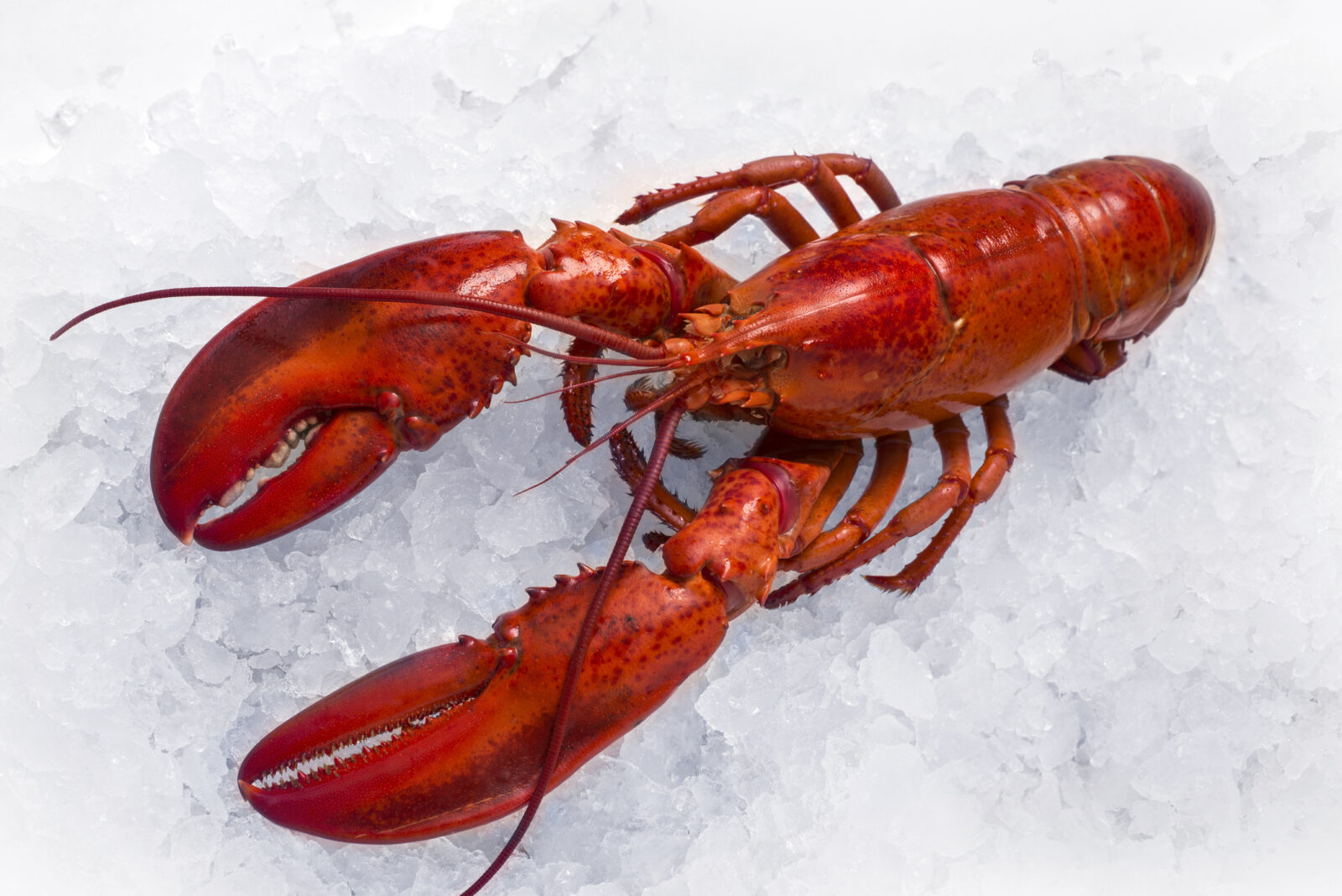 Beneficios nutricionales del bogavante: por qué es una opción saludable para tu dieta