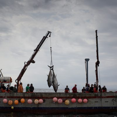 Barco almadrabero con atún rojo salvaje, Estrecho de Gibraltar 2018
