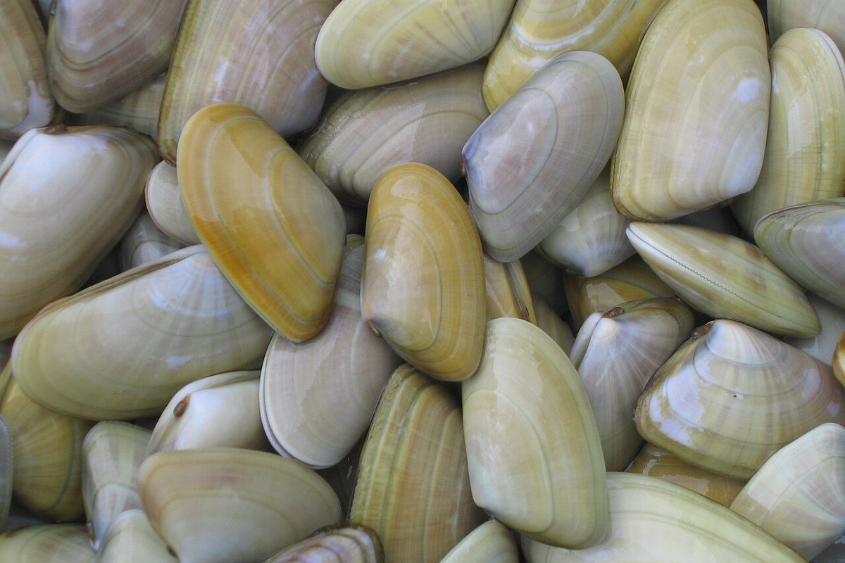 Coquinas frescas crudas, con su concha triangular estriada característica