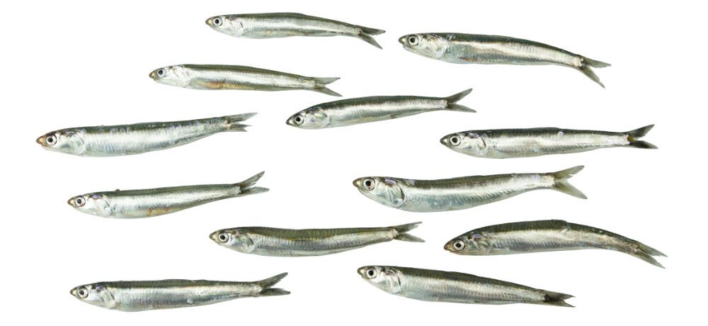 boquerones
