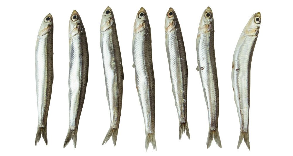 boquerones