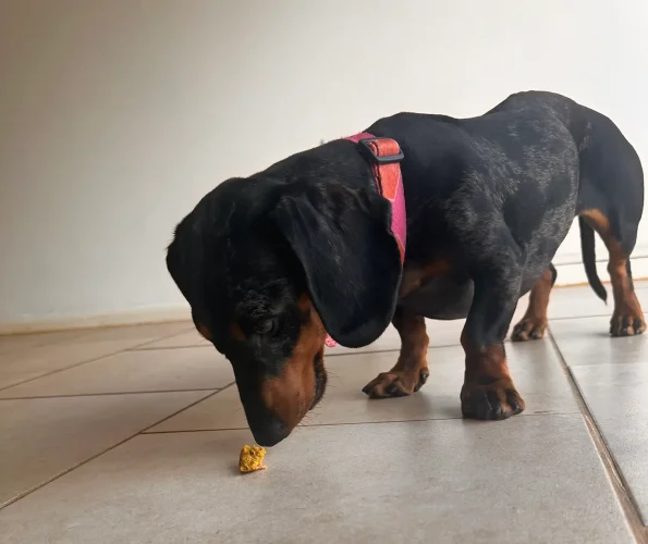 galletas de pescado para tu mascota