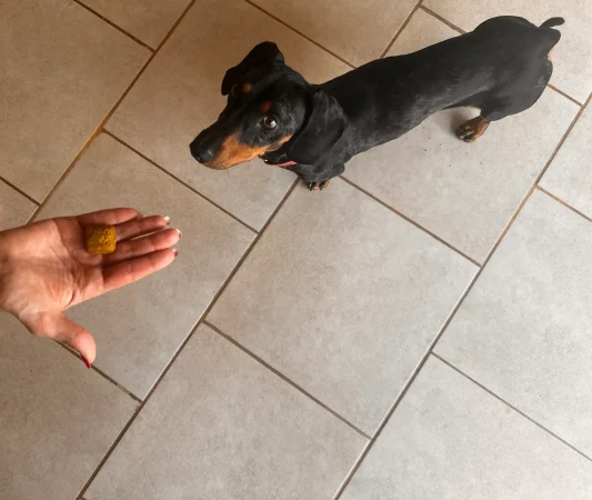 galletas de pescado